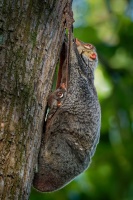 Letucha malajska - Galeopterus variegatus - Sunda flying lemur o3785